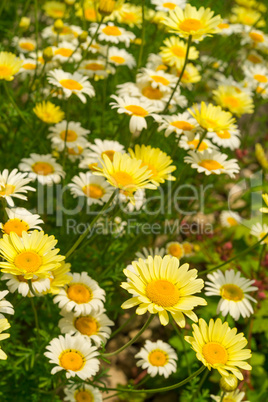 margerite (leucanthemum vulgare)