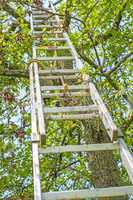 Leiter an Obstbaum