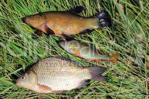 caught fishes tench, perch and crucian