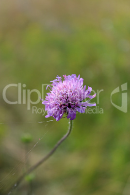 beautiful lilac meadow flower