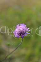 beautiful lilac meadow flower