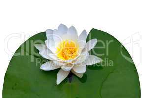 victoria amazonica water lily