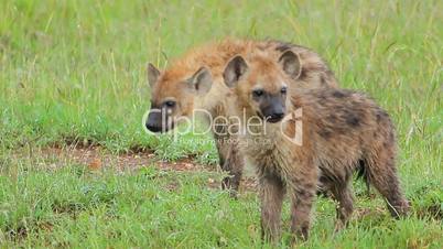 hyenas cubs