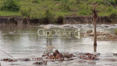 hippos pool