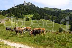 herd of cows on mountain pasture