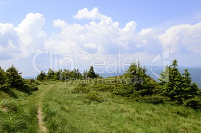 Summer mountain trail