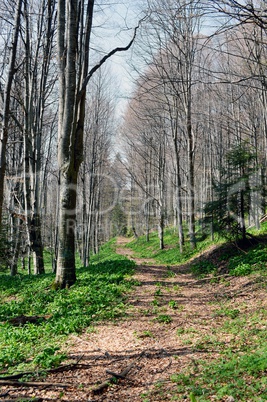 Path in a sunny spring forest