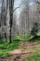 Path in a sunny spring forest