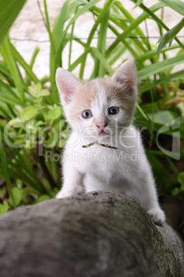 kitten with bright blue eyes trying to climb a tree