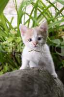 kitten with bright blue eyes trying to climb a tree