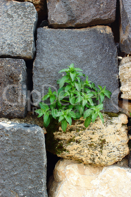 plant on the wall