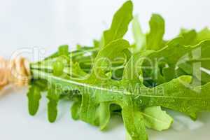 Ruccola