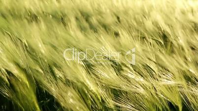 Beautiful cereal field closeup