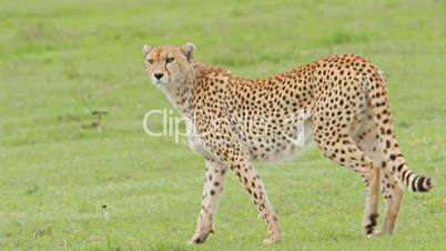 cheetah walking and lie down on the grass