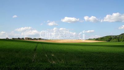 Beautiful cereal field in a windy day