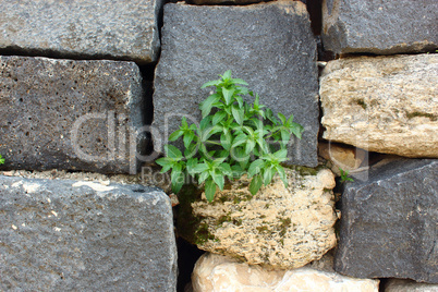 plant on the wall