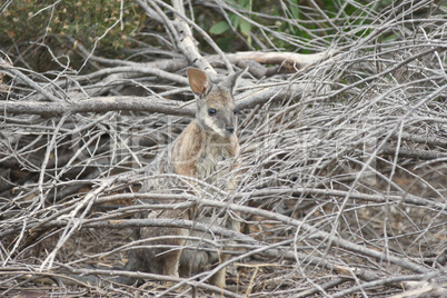 Tammar Wallaby, Australia