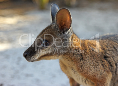 Tammar Wallaby, Australia