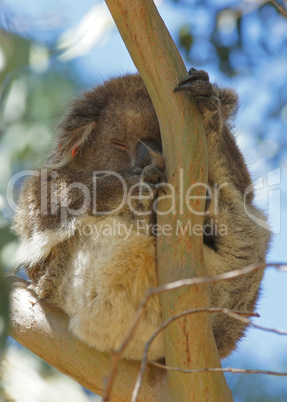 Koala, Australia