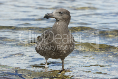 Seagull, Kangaroo Island, Australia