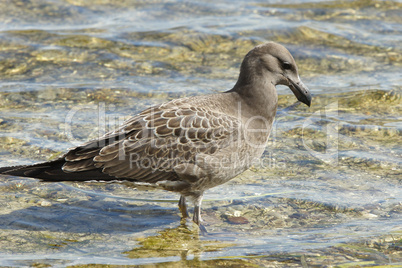 Seagull, Kangaroo Island, Australia