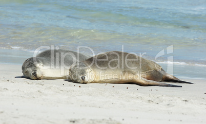 Australian Sea Lions, Australia