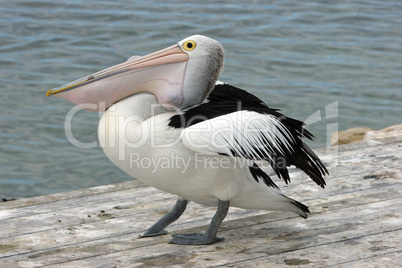 australian pelican, kangaroo island