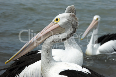 Australian Pelican, Kangaroo Island