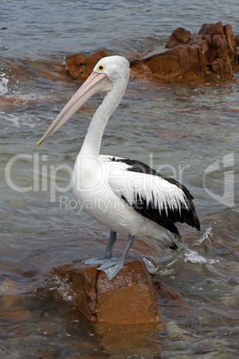 Australian Pelican, Kangaroo Island