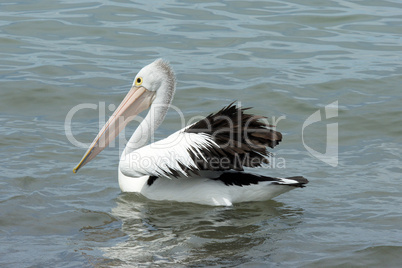 Australian Pelican, Kangaroo Island