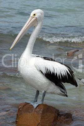 Australian Pelican, Kangaroo Island