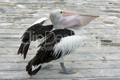 Australian Pelican, Kangaroo Island