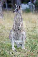 Great Grey Kangaroo, Australia