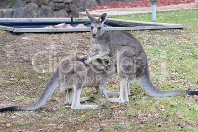 Great Grey Kangaroo, Australia