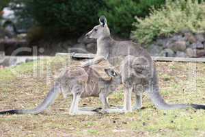 Great Grey Kangaroo, Australia