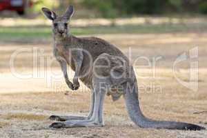 Great Grey Kangaroo, Australia