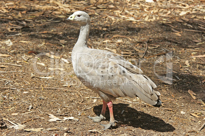 Cape Barren Goose, Australia
