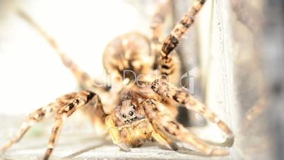 Tarantula spider macro