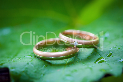 two wedding rings on a leaf