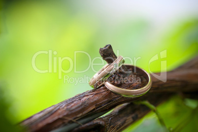 two wedding rings on a vine branch