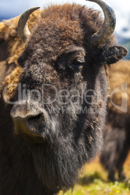 American Bison or Buffalo