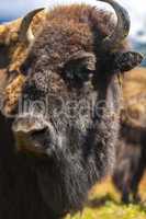 American Bison or Buffalo