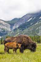 American Bison or Buffalo Mother & Calf