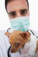 Male vet holding a sick chihuahua