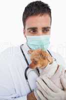 Worried male vet holding a sick chihuahua