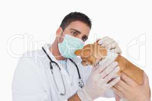 Male vet examining the ear of a chihuahua