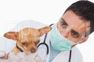 Worried male vet holding a cute chihuahua