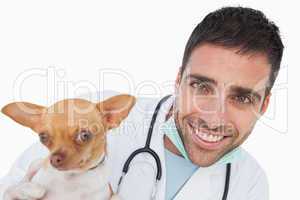 Cheerful male vet holding a funny chihuahua