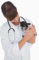 Concerning vet holding a cute chihuahua