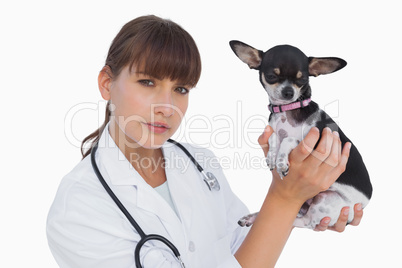 Concentrated vet holding a chihuahua
